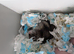 Sweet 18-Month-Old Russian Dwarf Hamster "Smokey" Seeking a Loving Home (Plymouth)