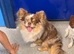 Outstanding Thai chihuahua Merle and Fawn females