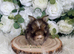 Vaccinated Pedigree English Angoras xxx