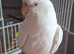 Beautiful silly tame girl cockatiels