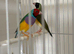 Gouldian finch