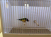 Gouldian Finch Cock Bird For Sale (RH, PB, GB)