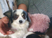 Longcoat chihuahua black