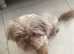 Lilac imperial shihtzu stud