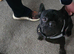 RELUCTANT REHOME BLACK FRENCH BULLDOG GIRL