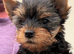 beautiful Yorkshire terrier puppy bitches