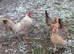 Cream crested Legbar fertile eggs S18 7WT
