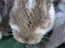 French lop ready to leave