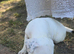 American bulldog pups ready to go