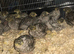CHINESE PAINTED BUTTON QUAILS !