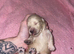 Longhaired mini dachshund