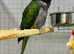Derbyan parrot