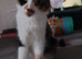 Calico female cat