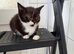 8 week old cross bred kittens