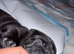 Bullador puppies