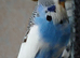 Some lovely budgies for sale