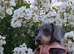 Beautiful Blue and Tan Kc Registered Miniature Dachshund