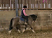 Heaton Miss Marie - 13.2hh 8yo mare