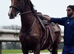 Hackney Gelding &ndash; Ride & Drive &ndash; 15&rsquo;3