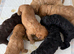 Black Cockapoo Pups