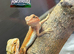 Bearded Dragons for sale