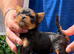 Beautiful small Yorkshire terrier girl