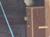 Cockatiel