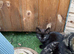 4 black kittens for adoption