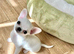 Hi I am for selling my little boy Bruno hi is all health in very good condition