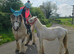 Dun and white cob mare 14.2