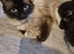 Adorable Ragdoll Mix kittens