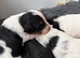 Stunning Health tested f1 jackapoo puppies