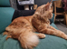 SILVER MAINE COON KITTEN BOY FOR SALE