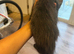 Stunning tica registered female mainecoon