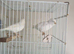 1 pair canary