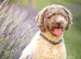Spanish Water Dog RKC register