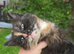 4 female kittens for looking for new homes