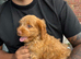 cockapoo