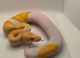 Albino pied ball python
