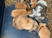 Gorgeous Mini Lop Babies Ready Now