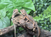 Dark Red Monster Bearded Dragons at Bearded Dragons