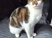 Female cats can leave together
