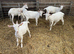Cute super friendly Goats