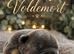 Beautiful Big Rope French Bulldog Puppies Ready to Steal Your Heart