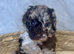 5 Toy Poodle Puppies