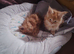 Maine Coon kittens