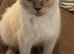 British shorthair female un neutered