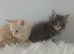 Pedigree Maine coon kittens