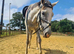 ivy 4 year old 15.2 thoroughbred mare
