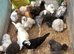 Polish and silkie bantam females